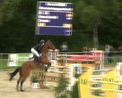 jumper Chrissinio (Holsteiner, 2002, from Ciacomo)