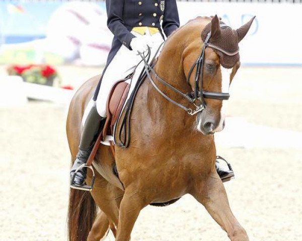dressage horse Dablino FRH (Hanoverian, 2000, from De Niro)