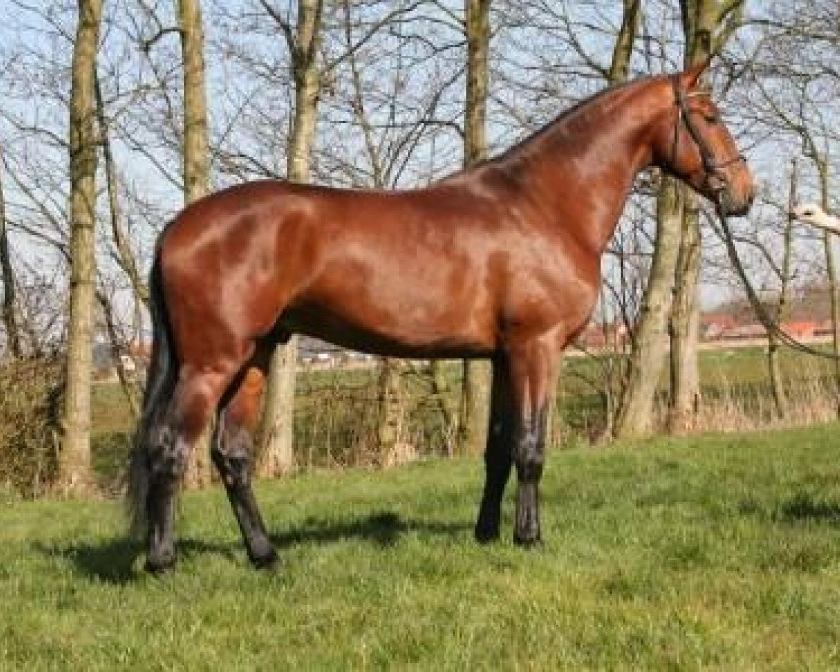 stallion Stenograph (Hanoverian, 2003, from Stakkato)