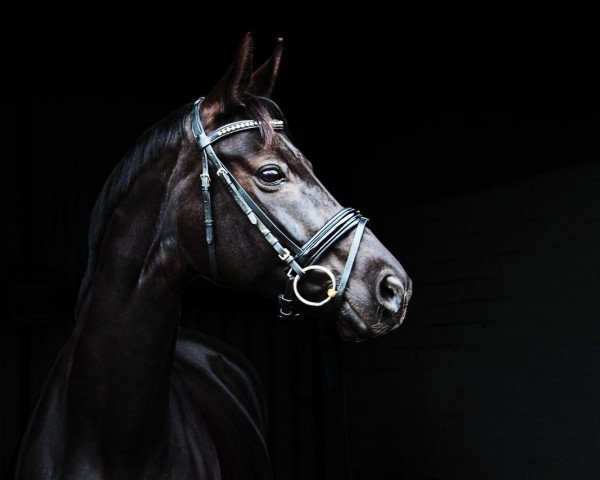 horse Dolly Black (Hanoverian, 2008, from Don Frederico)