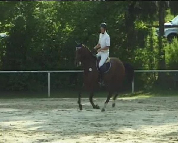 broodmare Lady Gaga 19 (Oldenburg show jumper, 2006, from Lord Pezi)
