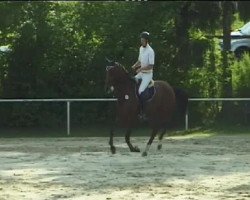 broodmare Lady Gaga 19 (Oldenburg show jumper, 2006, from Lord Pezi)