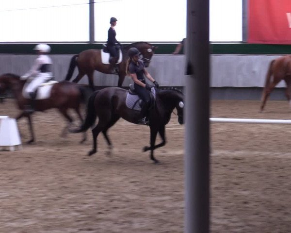 Stutenleistungsprüfung in Münster-Handorf 2022