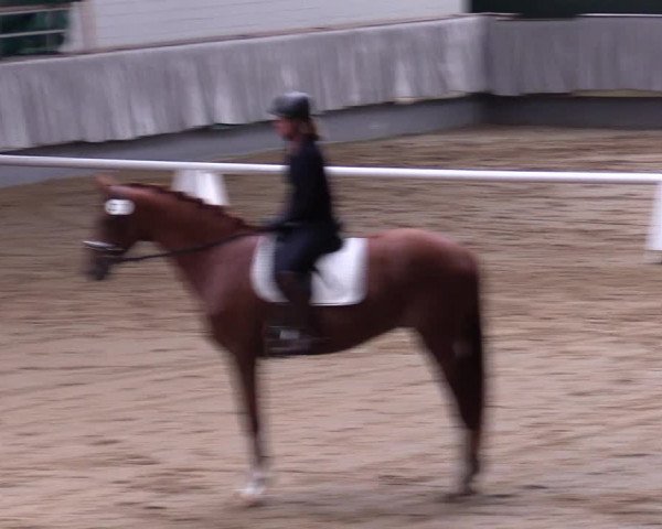 Stutenleistungsprüfung in Münster-Handorf 2022