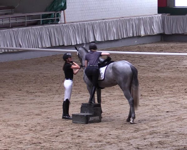 Stutenleistungsprüfung in Münster-Handorf 2022