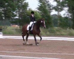 Broodmare Reine Seide 3 (Rheinländer, 1997, from Rosenkavalier)