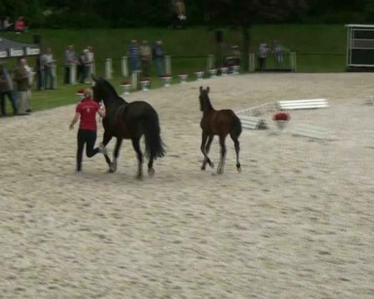 dressage horse Samhain Grian (Westphalian, 2012, from Scolari)