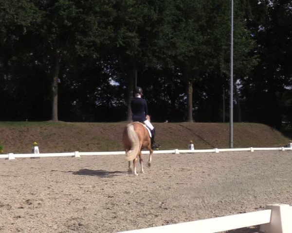 Reitturnier Greven 2022