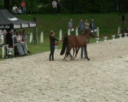 Springpferd Arkano 4 (Westfale, 2012, von Arpeggio)