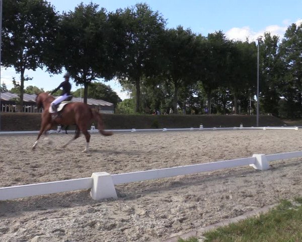 Reitturnier Greven 2022