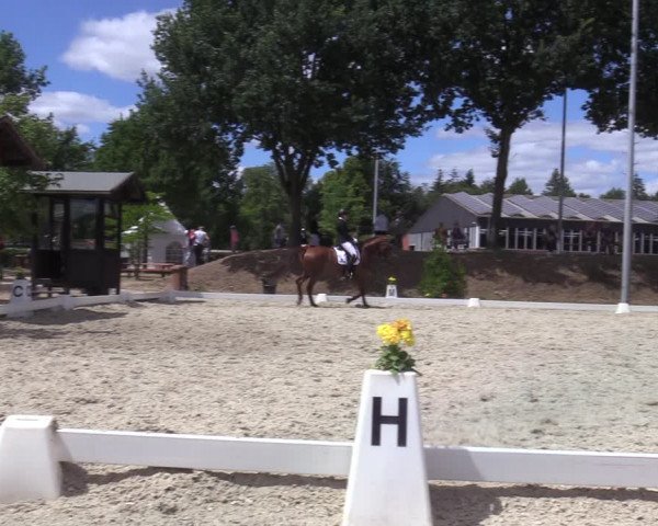 Reitturnier Greven 2022