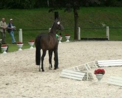 dressage horse Frieda Vita 2 (Westphalian, 2009, from Fürst Piccolo)