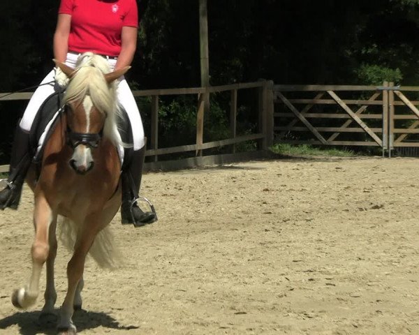 Stutenleistungsprüfung in Münster-Handorf 2022