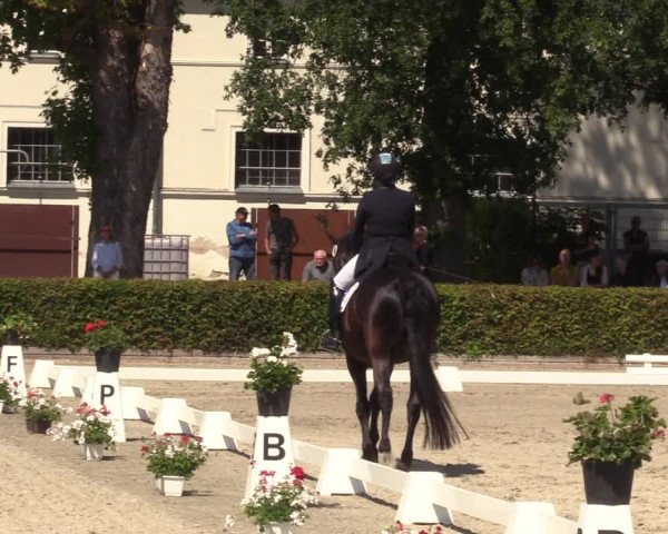 Reitturnier Neustadt/Dosse 2022
