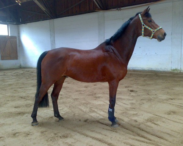 horse Byte (Bavarian, 1995, from Bonito xx) horse Byte (Bavarian, 1995, from Bonito xx)