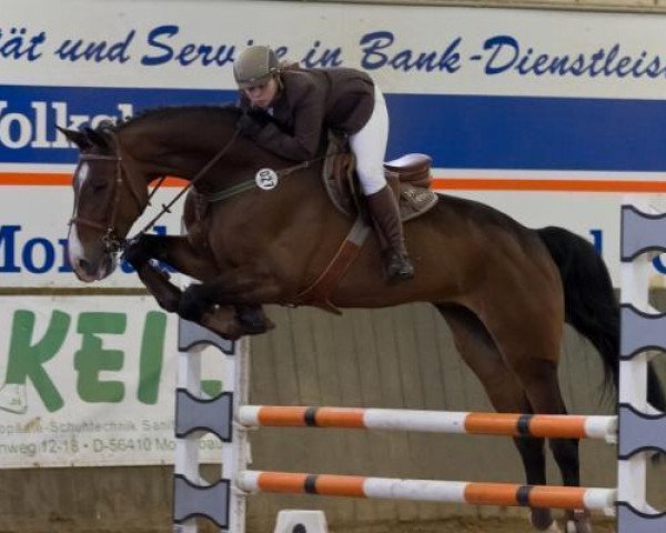 jumper Don's Diabolo (Zweibrücken, 2004, from Don Van Atta)
