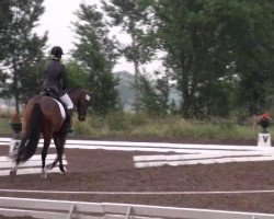 Pferd Le Bruno (Oldenburger, 2007, von Light and Easy)