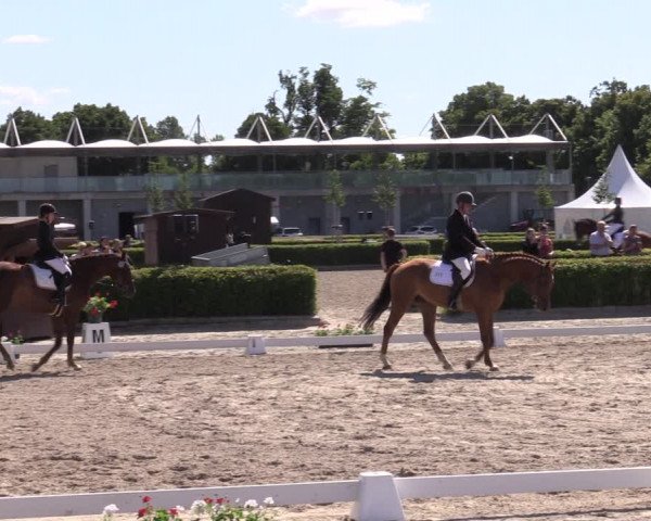 Reitturnier Neustadt/Dosse 2022