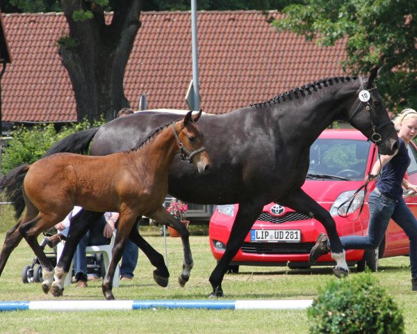 horse Hengst von Vitalis (Westphalian, 2012, from Vitalis)