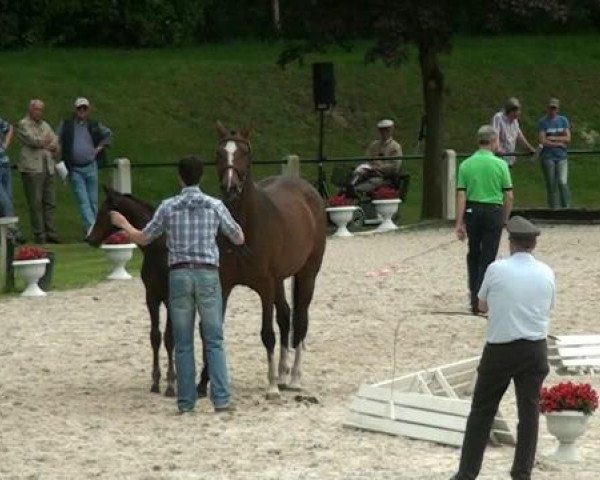 horse Fohlen (unknown, 2012, from Ehrenpreis)