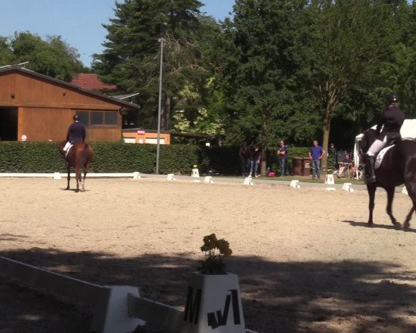 Reitturnier Greven 2022