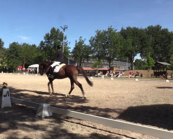 Reitturnier Greven 2022
