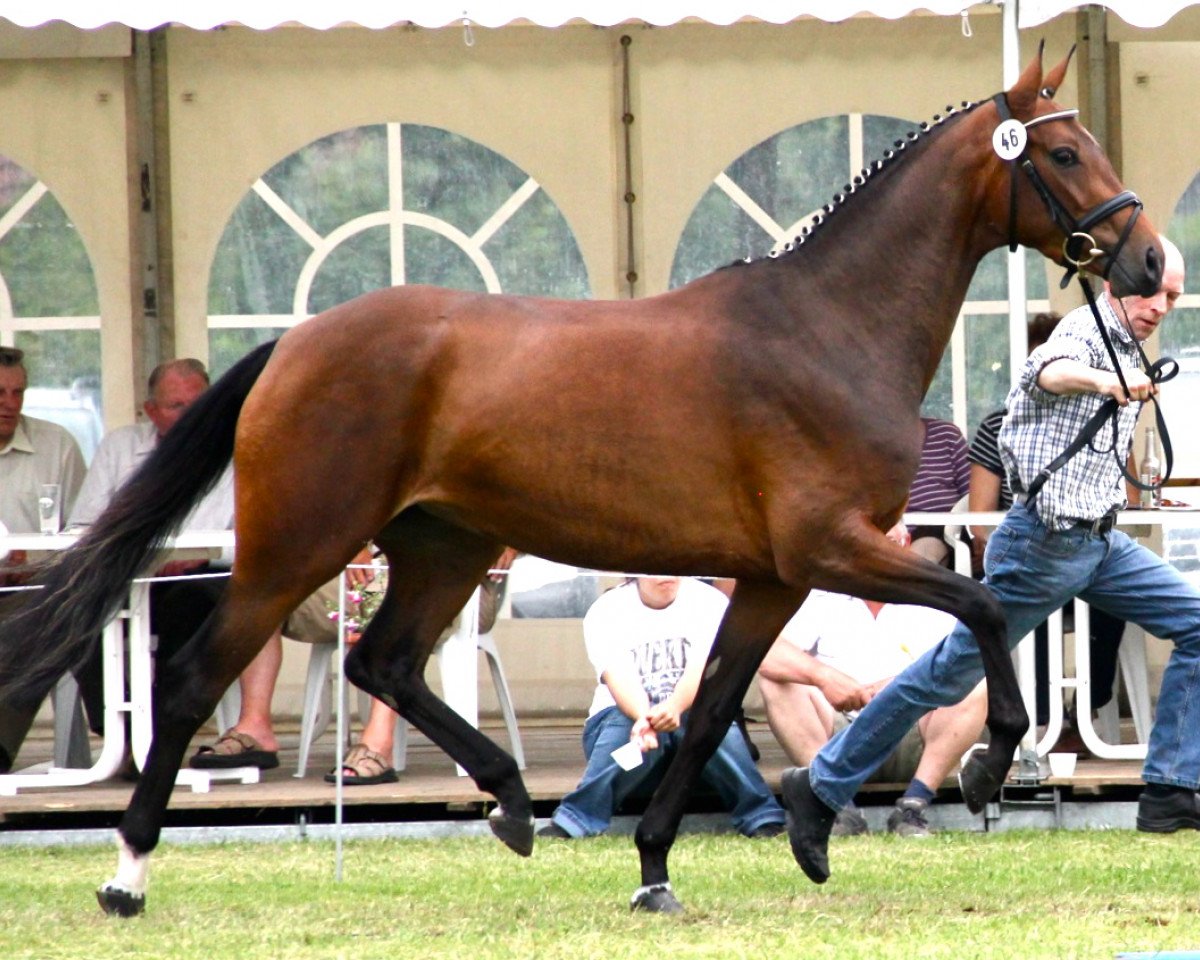 Zuchtstute Samsara (Rheinländer, 2009, von San Amour I)