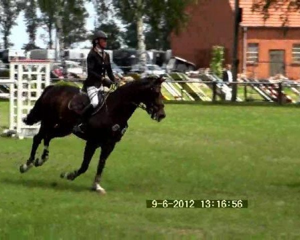 jumper Lynn H (Westphalian, 2002, from Lancer III)