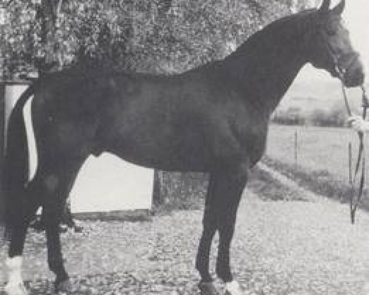 stallion Palisandergrund (Westphalian, 1977, from Polydor)