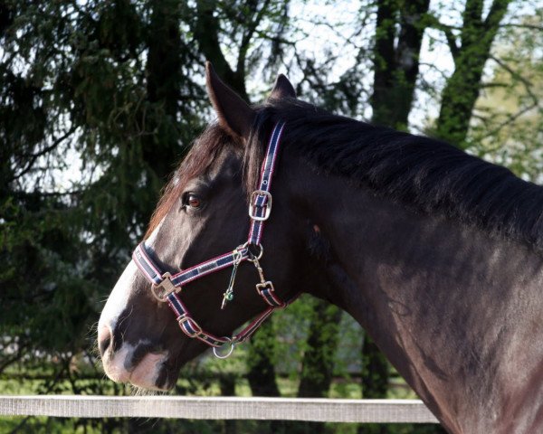 horse Antek 23 (Holsteiner, 2001, from Alcatraz)