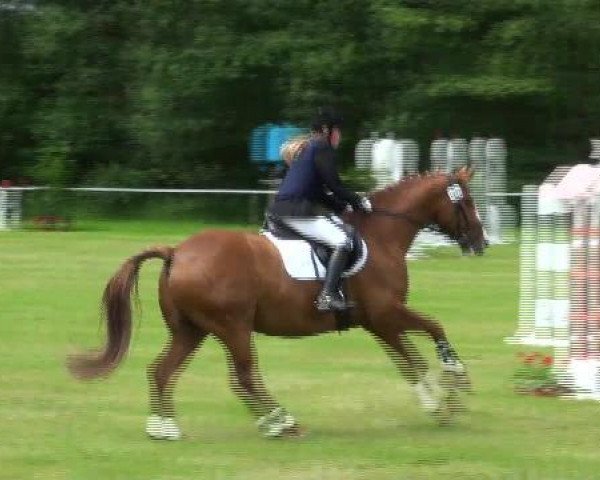 dressage horse Rubens M (Oldenburg, 2004, from Rosario 37)