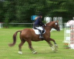 dressage horse Rubens M (Oldenburg, 2004, from Rosario 37)
