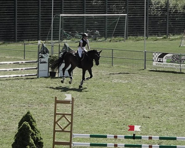 Reitturnier Elgg 2022