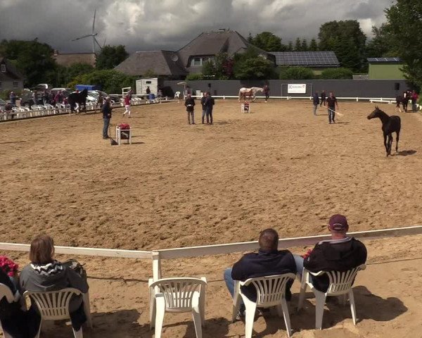Holsteiner Fohlenschau in Behrendorf 2022