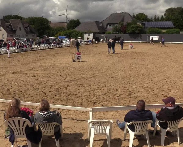 Holsteiner Fohlenschau in Behrendorf 2022