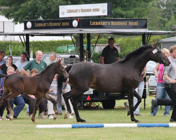 Zuchtstute Carry Gold (Westfale, 2012, von Capistrano 2)