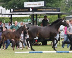 broodmare Carry Gold (Westphalian, 2012, from Capistrano 2)