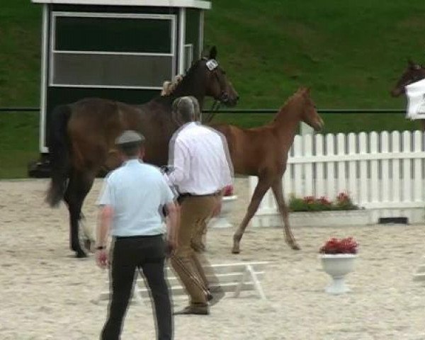 horse Fohlen (Westphalian, 2012, from Los Angeles)