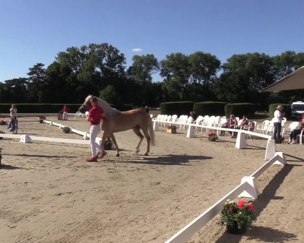 Handorfer Haflinger-Tag 2022