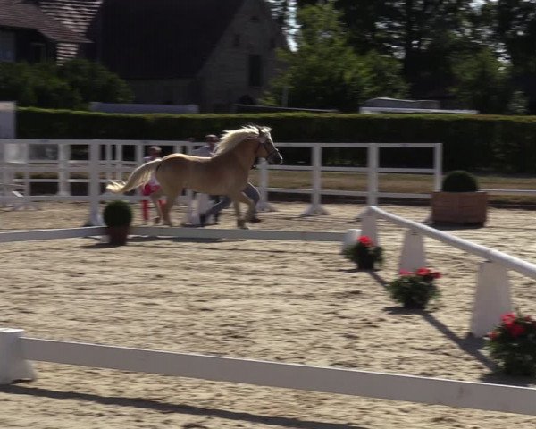 Handorfer Haflinger-Tag 2022