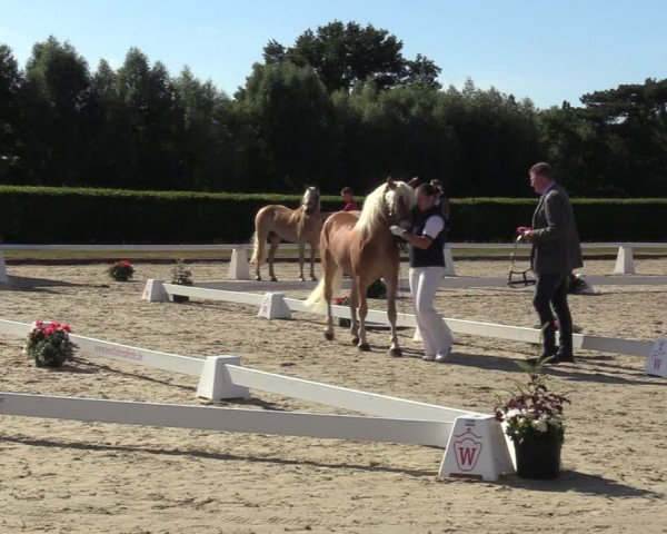 Handorfer Haflinger-Tag 2022