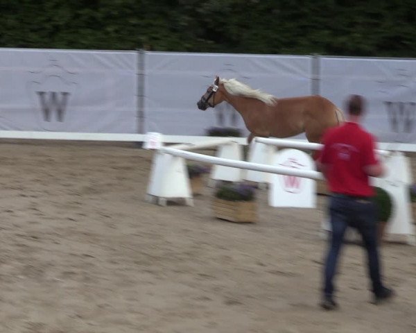 Handorfer Haflinger-Tag 2022