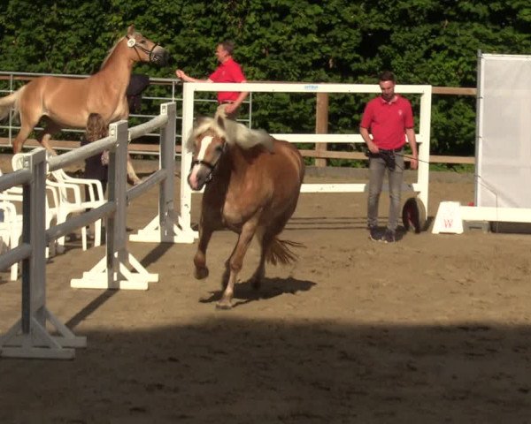 Handorfer Haflinger-Tag 2022