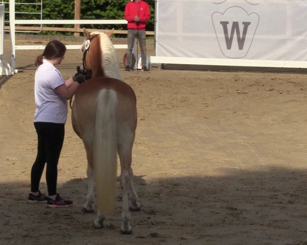 Handorfer Haflinger-Tag 2022