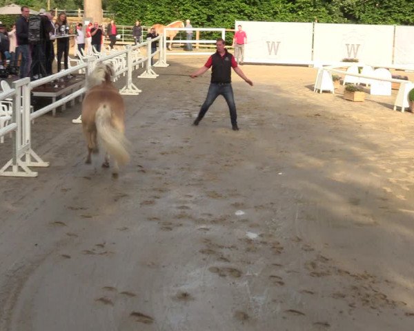 Handorfer Haflinger-Tag 2022