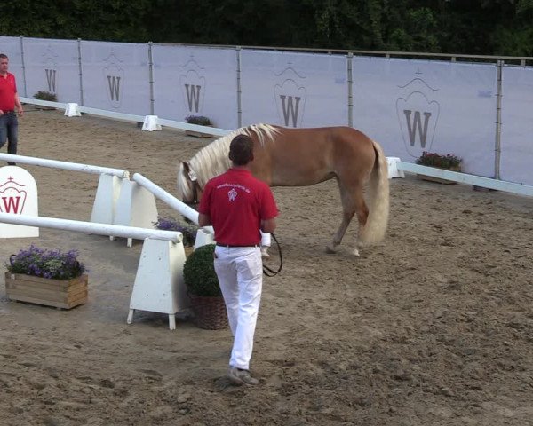 Handorfer Haflinger-Tag 2022