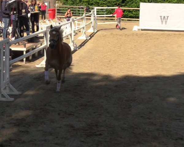 Handorfer Haflinger-Tag 2022