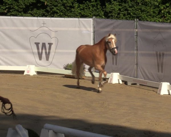 Handorfer Haflinger-Tag 2022