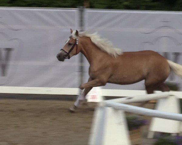 Handorfer Haflinger-Tag 2022
