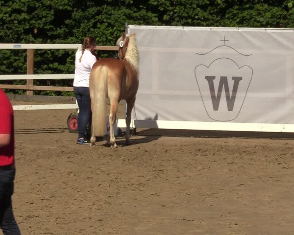 Handorfer Haflinger-Tag 2022